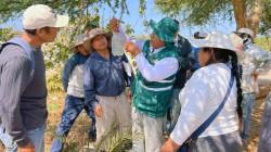 Control de la mosca de la fruta fortalece las agroexportaciones en Arequipa