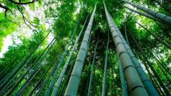 Crean la “Mesa Nacional del Bambú”