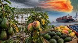 Crisis climática amenaza el boom de las frutas peruanas: “Con el Niño no se negocia”