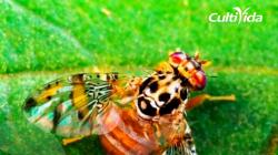CultiVida insta reforzar vigilancia ante actualización de zonas afectadas por mosca de la fruta