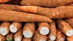 Cusco, Amazonas y Loreto concentraron el 50.1% de la producción de yuca en julio de 2026