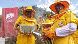 Cusco impulsa crianza de abejas y producción sostenible de miel