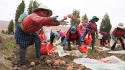 Desarrollar un mercado de servicios de asistencia técnica para la (pequeña) agricultura