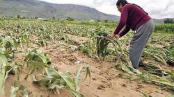 El 40.92% de las hectáreas sembradas en Perú están aseguradas