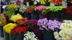 El auge de las exportaciones peruanas de plantas vivas impulsa al sector florícola