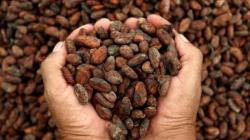 El cacao a la baja mientras Rabobank dice que repunte histórico alcanzó su máximo