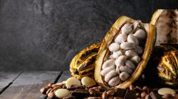 El cacao gana protagonismo en los mercados internacionales