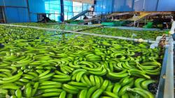 El clima árido ofrece las condiciones perfectas para el cultivo de bananos orgánicos