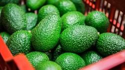 El mercado de la palta peruana apunta al equilibrio comercial frente a una proyección récord