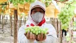 El trabajo pendiente de incrementar la demanda mundial de uva de mesa