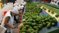 Empleos totales asociados a agroexportaciones crecieron 9.3% en febrero