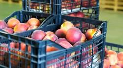 Escala o especialización: los dos caminos del negocio mayorista hortofrutícola europeo