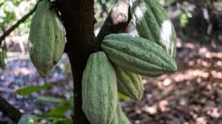 Éxodo de operadores tras caída histórica del cacao genera fuertes oscilaciones