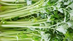 Exportación de hortalizas frescas y procesadas alcanzó los US$ 1.052 millones en 2025