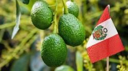 Exportación de palta peruana alcanzó los US$ 1.362 millones en 2025