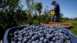 Exportaciones de arándanos frescos registran caída por los efectos de El Niño