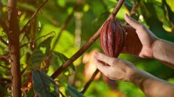 Exportaciones de cacao peruano y derivados tuvieron un notable crecimiento de 58% en valor en el primer bimestre de 2024