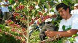 Exportaciones de café y cacao a Europa cada vez más en riesgo