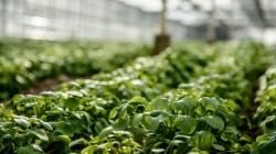 Exportaciones de hierbas, especias y condimentos alcanzaron los US$ 609.9 millones