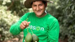 Exportaciones de palta de Agrícola Cerro Prieto caen en volumen 45.2%