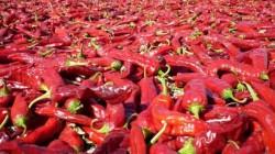 Exportaciones de páprika seca sin triturar ni pulverizar crecieron 15.7% en valor