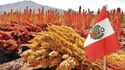 Exportaciones de quinua peruana crecen 21% en valor hasta julio de 2026