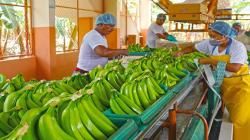 Exportaciones peruanas de banana alcanzan las 50.120 toneladas en lo que va de la presente campaña, 2% menos que en igual periodo de la campaña anterior