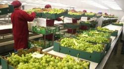 Exportaciones peruanas de uva de mesa caerían 5% en volumen por eventos climáticos