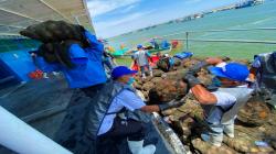 Extracción de moluscos bivalvos demandaría 12 mil puestos de trabajo