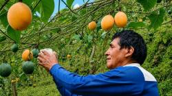 Garantizan compras quincenales de granadilla a productores de Puno