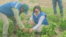 Gore introduce cultivo de soya en el Bajo Piura
