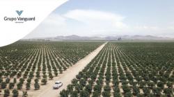 Grupo Vanguard International confirma adquisición de 478 hectáreas en Perú para uvas de mesa