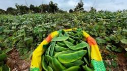 Hoy se inicia el XXXI Festival de la Menestra en Ocucaje en Ica