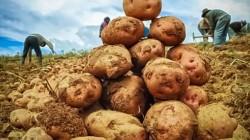 Huánuco, Cajamarca, Junín y Lima concentraron el 70% de la producción de papa