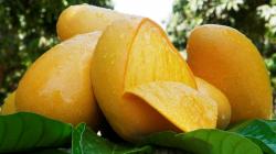 I Foro Digital del Mango de Guerrero impulsa la innovación y la competitividad del sector