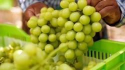 Ica envió el 56 % del total de uva de mesa exportado en la campaña 2023 – 2024