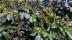 Identifican genotipos de café tolerantes a la roya amarilla y de alta calidad de taza