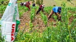 Importación de fertilizantes crece en valor 1.4% a julio de este año