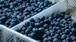 Importación mundial de arándano creció a tasa promedio anual de 12% entre 2018 y 2024