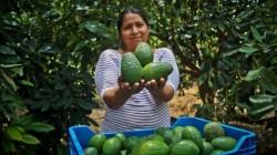 Impulsan consumo nacional de palta Hass producida por pequeños agricultores