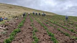Impulsan producción de semillas de papa con alta calidad en Junín
