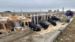 Incremento importante en precio de Maíz y Soya afectara a la actividad pecuaria en los siguientes meses