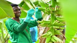 Industria bananera colombiana aspira a un crecimiento del volumen del 5% en 2024