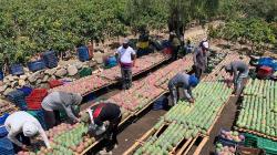 Industria del mango generó alrededor de 1.287.625 jornales en la campaña 2021/2022