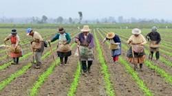 Informe regional advierte estancamiento de la productividad agropecuaria en la última década