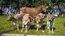 INIA certifica a productores de Áncash como técnicos en inseminación artificial de ganado