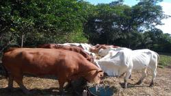 INIA incrementará material genético de ganado para las regiones amazónicas