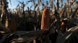 INIA promete recuperar productividad de hectáreas de maíz afectadas en Apurímac