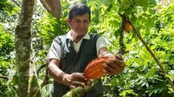 INIA promueve técnicas orgánicas para mejorar la fertilidad de suelos en cultivo de cacao