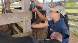 INIA transfiere material genético de vacuno para mejorar calidad del ganado en Pasco